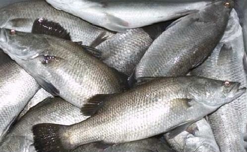 อาหารปลากระพง เกรดคุณภาพราคาถูก