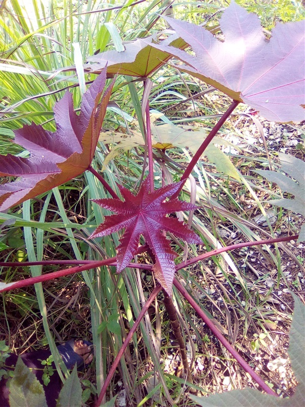 เมล็ดละหุ่งแดง | เมล็ดพันธุ์ดี เกษตรวิถีไทย - เมืองระยอง ระยอง