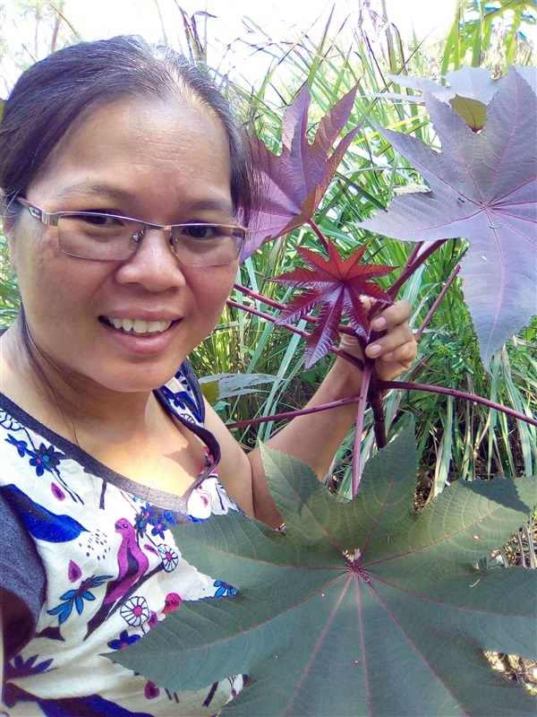 เมล็ดละหุ่งแดง | เมล็ดพันธุ์ดี เกษตรวิถีไทย - เมืองระยอง ระยอง