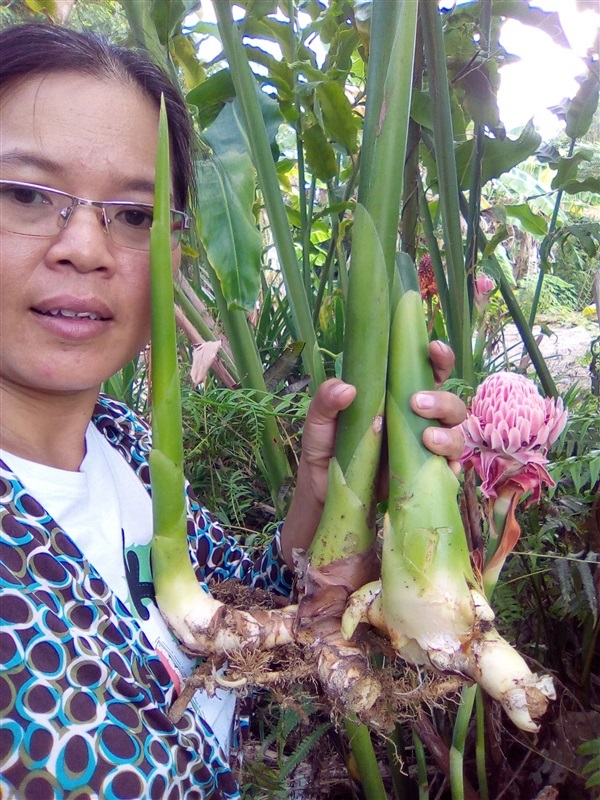 ดาหลาสีชมพู | เมล็ดพันธุ์ดี เกษตรวิถีไทย - เมืองระยอง ระยอง