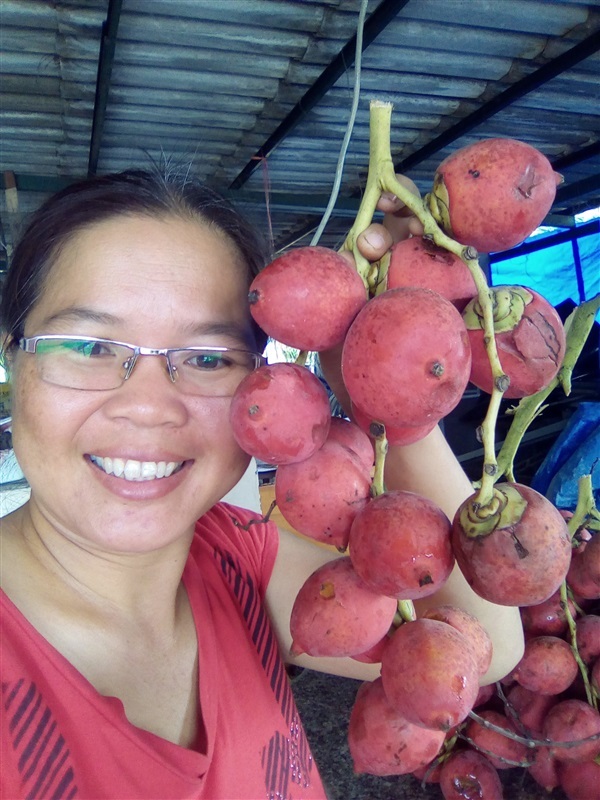 เมล็ดปาล์มหางกระรอกพร้อมเพาะจำนวนมาก | เมล็ดพันธุ์ดี เกษตรวิถีไทย - เมืองระยอง ระยอง