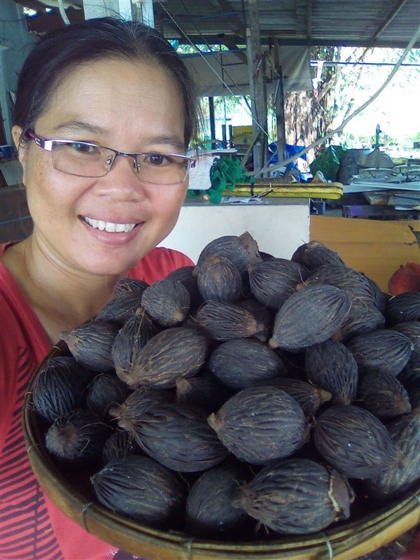 เมล็ดปาล์มหางกระรอกพร้อมเพาะจำนวนมาก | เมล็ดพันธุ์ดี เกษตรวิถีไทย - เมืองระยอง ระยอง