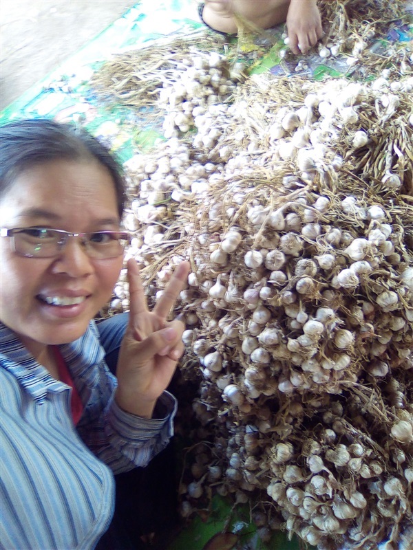 กระเทียมแก้ว กระเทียมพื้นบ้านศรีสะเกษ | เมล็ดพันธุ์ดี เกษตรวิถีไทย - เมืองระยอง ระยอง