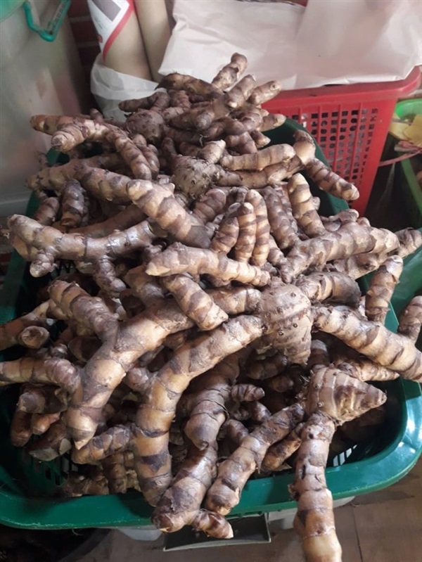 ว่านรางจืด แบบหัวขมิ้น ชื่อวิทยาศาสตร์ Curcuma sp.  | สวนศรีชาวนา - เมืองปราจีนบุรี ปราจีนบุรี