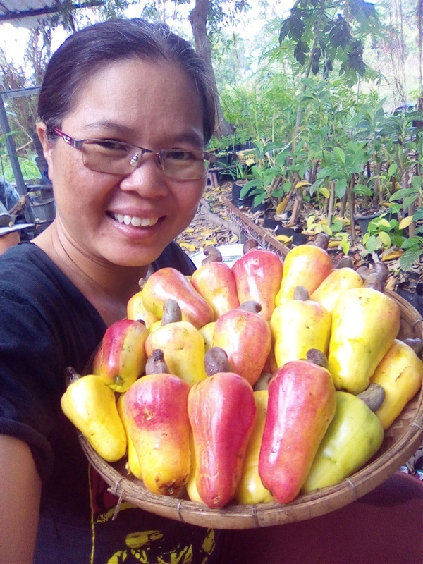 เมล็ดมะม่วงหิมพานต์พร้อมเพาะจำนวนมาก | เมล็ดพันธุ์ดี เกษตรวิถีไทย - เมืองระยอง ระยอง