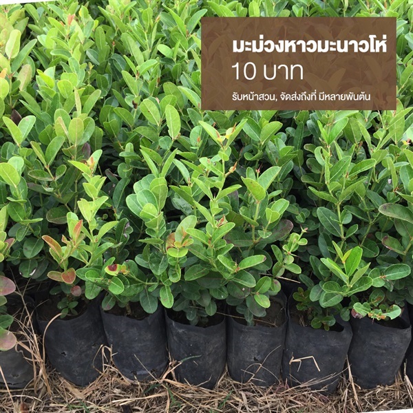 มะม่วงหาว มะนาวโห่ | มนตรี สวนป่าไม้เศรษฐกิจ - โพธาราม ราชบุรี