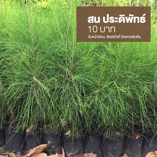 สนประดิพัทธ์ | มนตรี สวนป่าไม้เศรษฐกิจ - โพธาราม ราชบุรี