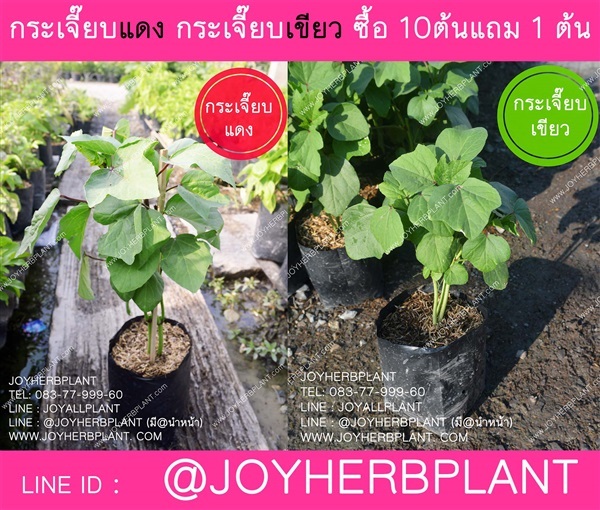 ต้นกระเจี๊ยบแดง ต้นกระเจี๊ยบเขียว ซื้อ 10แถม 1 | ร้านจอยต้นสมุนไพร - หนองแขม กรุงเทพมหานคร