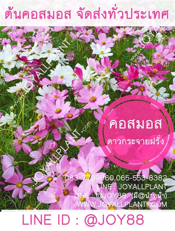 คอสมอส ดาวกระจายฝรั่ง (ขายเป็นต้นไม่มีเมล็ดขาย) | ร้านจอยต้นสมุนไพร - กรุงเทพมหานคร