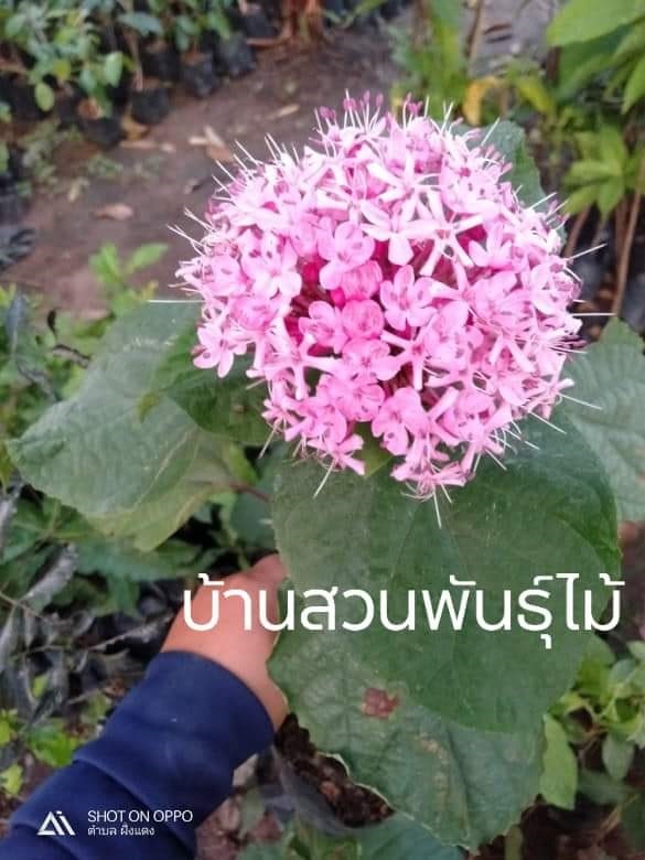 นางแย้มจีน | บ้านสวนพันธุ์ไม้ - นากลาง หนองบัวลำภู