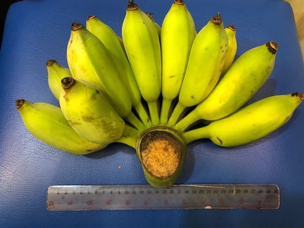 หน่อกล้วยน้ำหว้า พันธ์พื้นบ้านมะลิอ่อง ไส้เหลือง ไม่มีเม็ด | สวนศิริกุลนันท์ - อู่ทอง สุพรรณบุรี