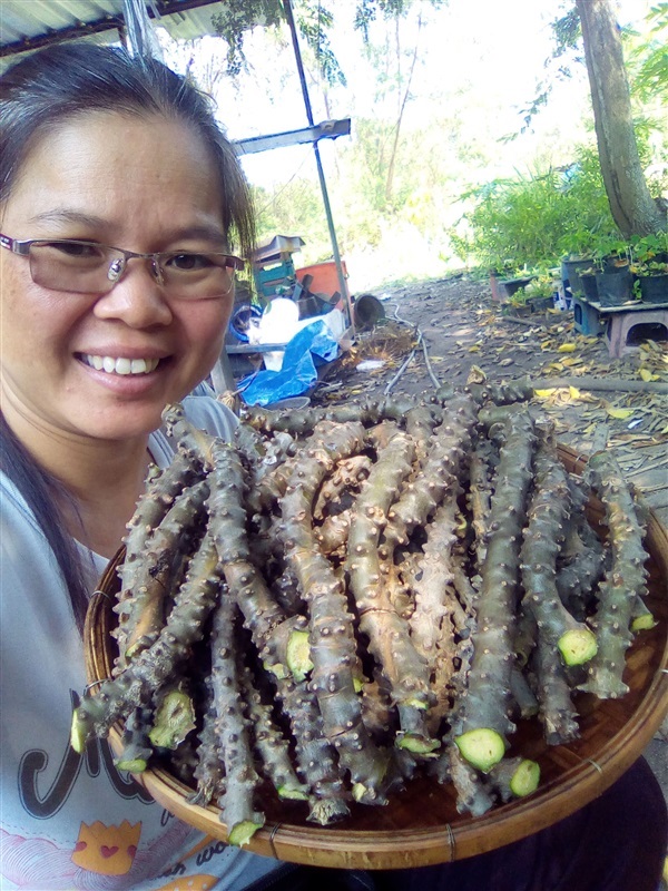 บรเพ็ดสด ขายท่อนบรเพ็ดพร้อมชำ | เมล็ดพันธุ์ดี เกษตรวิถีไทย - เมืองระยอง ระยอง