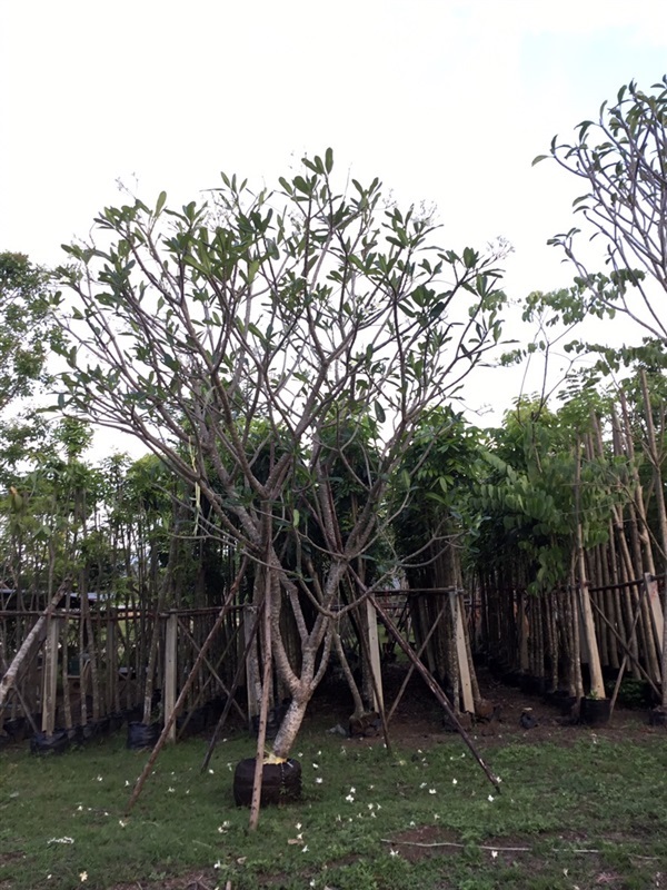 ต้นลีลาวดี | สวนพี&เอ็มเจริญทรัพย์พันธ์ุไม้ - แก่งคอย สระบุรี