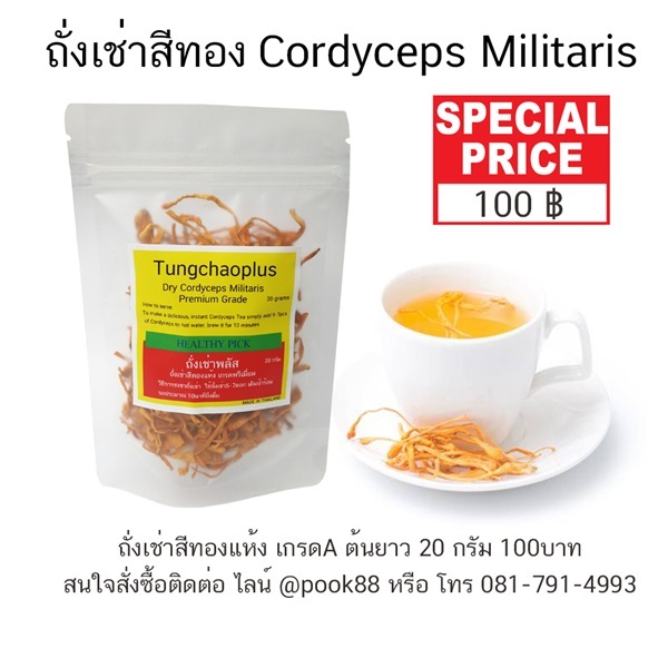 ถั่งเช่าสีทอง เกรดA อบแห้ง Cordyceps Militaris 20กรัม | ต้นไม้ใหญ่ -  นนทบุรี