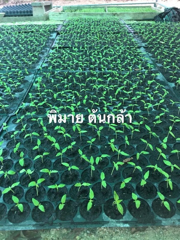กล้าพริกขี้หนู | พิมาย ต้นกล้า - พนัสนิคม ชลบุรี
