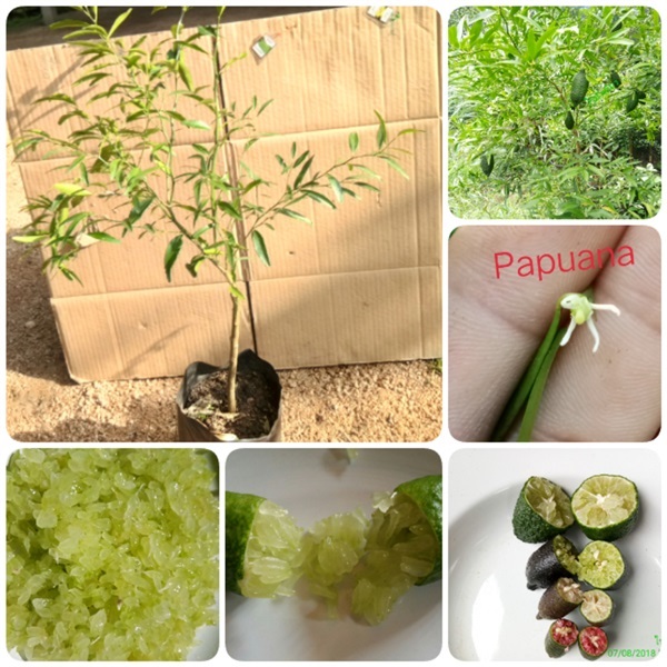 มะนาวนิ้วมือหรือมะนาวคาเวียร์ Microcitrus Papuana | สวนคนตาก - เมืองตาก ตาก