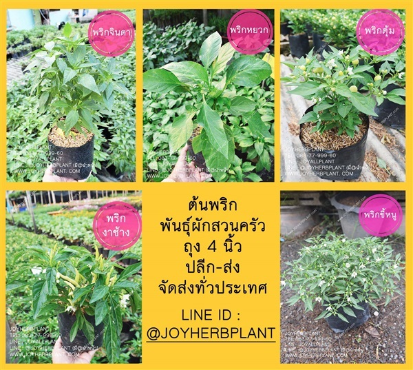 ต้นพริก และต้นผักสวนครัวขายปลีก-ส่ง จัดส่งทั่วประเทศ | ร้านจอยต้นสมุนไพร - หนองแขม กรุงเทพมหานคร