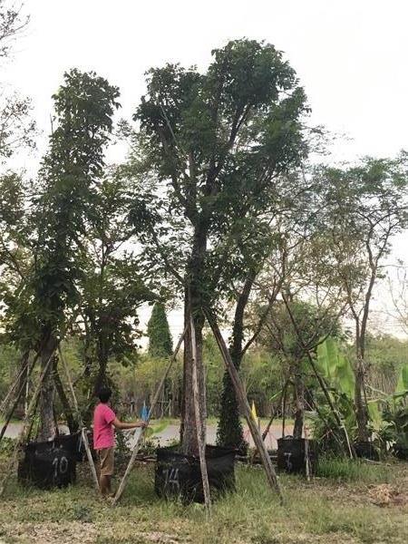 ต้นมะฮอกกานี | สวนพี&เอ็มเจริญทรัพย์พันธ์ุไม้ - แก่งคอย สระบุรี