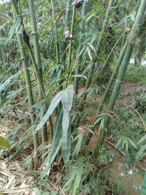 ไผ่หม่าจู | สวนพันธุ์ไม้ ป๊อบ - องครักษ์ นครนายก