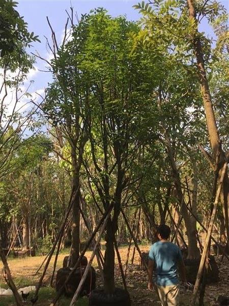 ต้นตะเคียน | สวนพี&เอ็มเจริญทรัพย์พันธ์ุไม้ - แก่งคอย สระบุรี