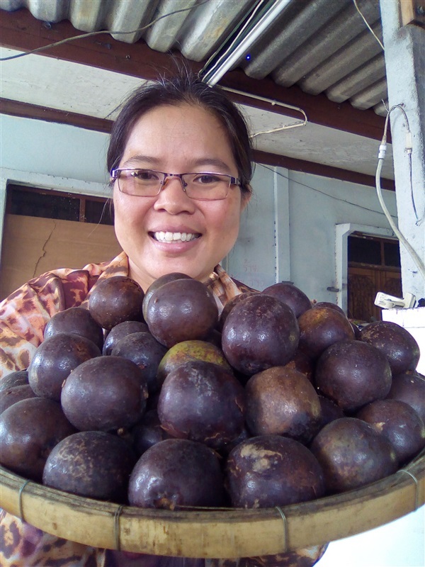 เมล็ดตาลฟ้าพร้อมเพาะจำนวนมาก | เมล็ดพันธุ์ดี เกษตรวิถีไทย - เมืองระยอง ระยอง