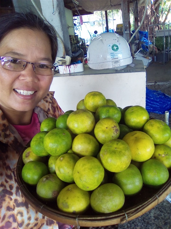 เมล็ดมะนาวแป้นพร้อมเพาะจำนวนมาก | เมล็ดพันธุ์ดี เกษตรวิถีไทย - เมืองระยอง ระยอง