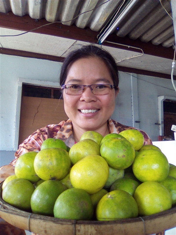 เมล็ดมะนาวแป้นพร้อมเพาะจำนวนมาก