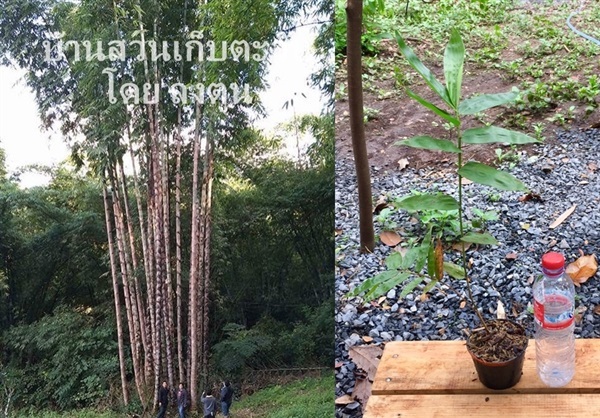 ไผ่มังกรยักษ์จีน (Dragon Bamboo) D. Sinicus | บ้านสวนเก็บตะวัน - สังขละบุรี กาญจนบุรี