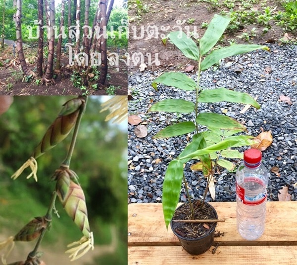 ไผ่มันหมู (Pig Fat Bamboo) D.copelandii | บ้านสวนเก็บตะวัน - สังขละบุรี กาญจนบุรี