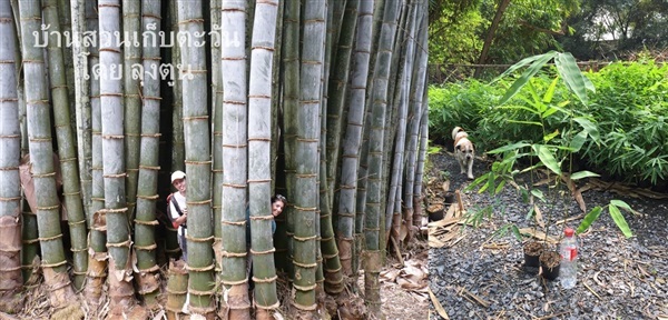 ไผ่ยักษ์พม่า D. giganteus -Burma | บ้านสวนเก็บตะวัน - สังขละบุรี กาญจนบุรี