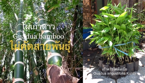 ไผ่เก้าดาว Guadua bamboo | บ้านสวนเก็บตะวัน - สังขละบุรี กาญจนบุรี