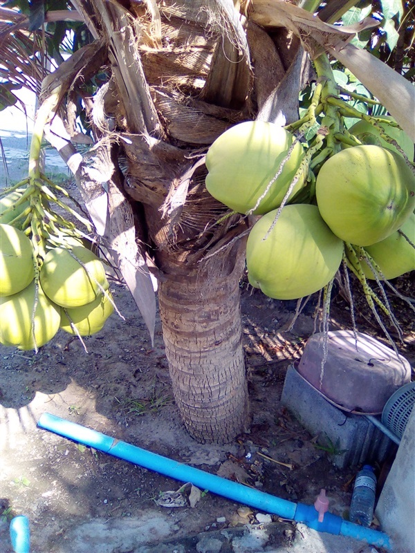 มะพร้าวน้ำหอมต้นเตี้ย | เมล็ดพันธุ์ดี เกษตรวิถีไทย - เมืองระยอง ระยอง