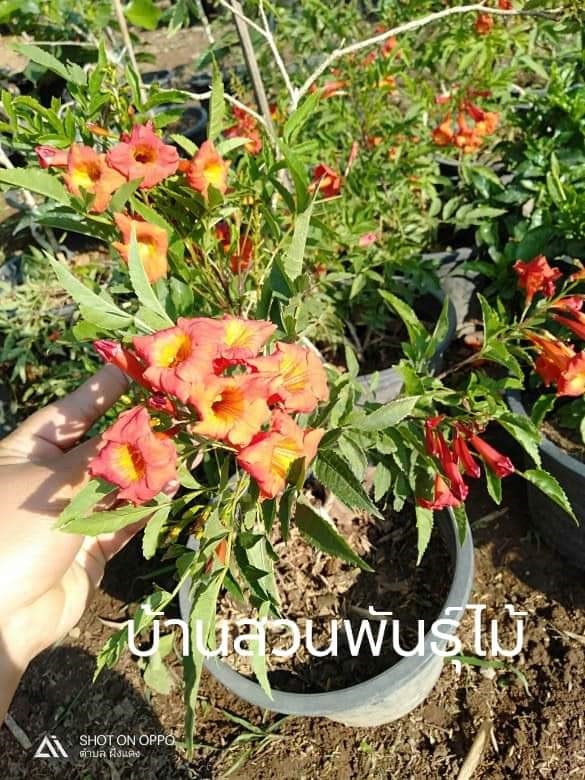 ทองอุไรสีส้ม | บ้านสวนพันธุ์ไม้ - นากลาง หนองบัวลำภู