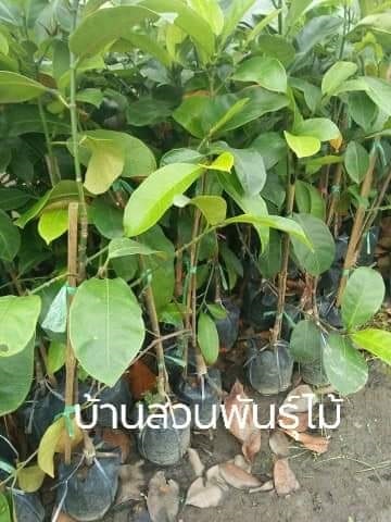 จำปาดะ | บ้านสวนพันธุ์ไม้ - นากลาง หนองบัวลำภู