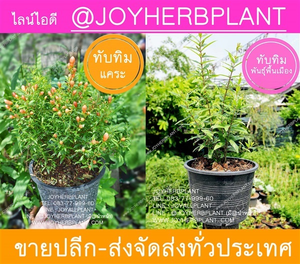 ทับทิมแคระ-ทับทิมพันธุ์พื้นเมืองจัดส่งทั่วไทย