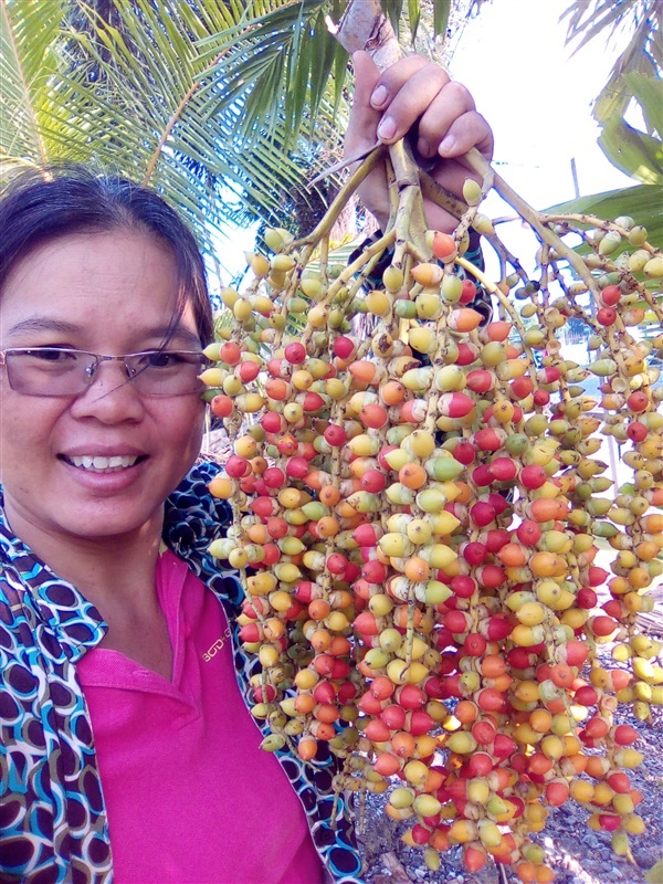 เมล็ดหมากเขียวพร้อมเพาะจำนวนมาก | เมล็ดพันธุ์ดี เกษตรวิถีไทย - เมืองระยอง ระยอง