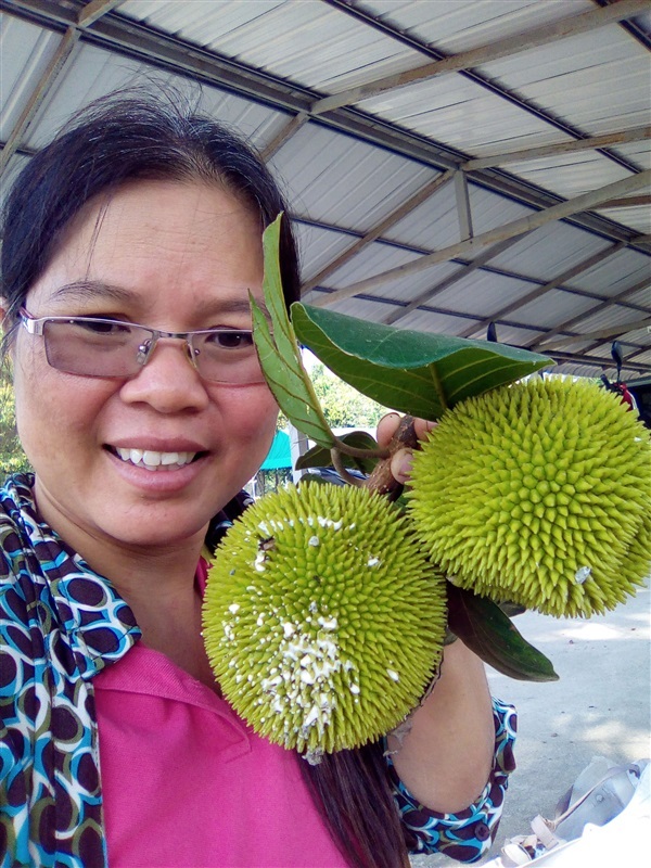 ขนุนป่า ไม้หายากไกล้สูญพันธุ์ | เมล็ดพันธุ์ดี เกษตรวิถีไทย - เมืองระยอง ระยอง