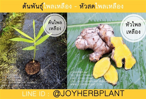 ต้นพันธุ์ไพลเหลือง หัวไพลเหลือง ปลีก-ส่ง จัดส่งทั่วประเทศ | ร้านจอยต้นสมุนไพร - หนองแขม กรุงเทพมหานคร