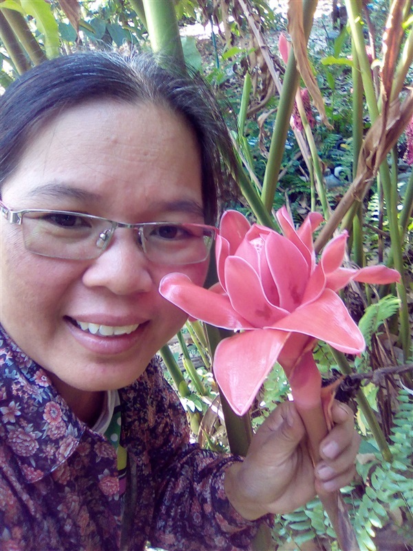 ดาหลาสีชมพูเข้ม | เมล็ดพันธุ์ดี เกษตรวิถีไทย - เมืองระยอง ระยอง