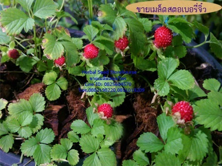 ขายเมล็ดสตรอเบอร์รี่จิ๋ว | คลังเมล็ดพันธุ์สวนสมุนไพร - เมืองชลบุรี ชลบุรี