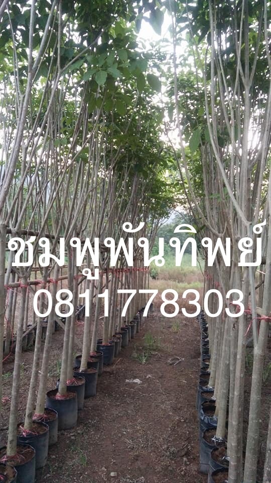 ต้นชมพูพันทิพย์ | สวนไผ่เลี้ยง - เมืองปราจีนบุรี ปราจีนบุรี
