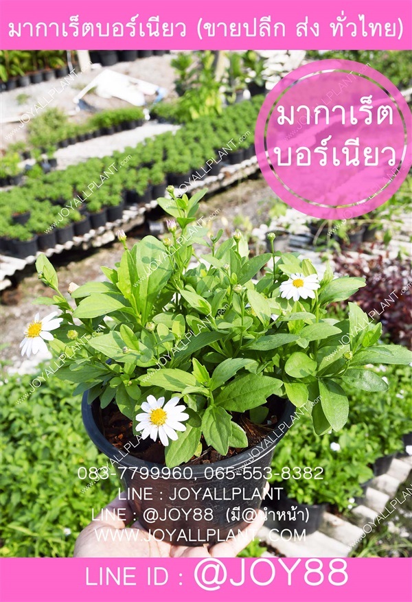 มากาเร็ตบอร์เนียว ปลีก-ส่ง จัดส่งทั่วประเทศ  | ร้านจอยต้นสมุนไพร - หนองแขม กรุงเทพมหานคร