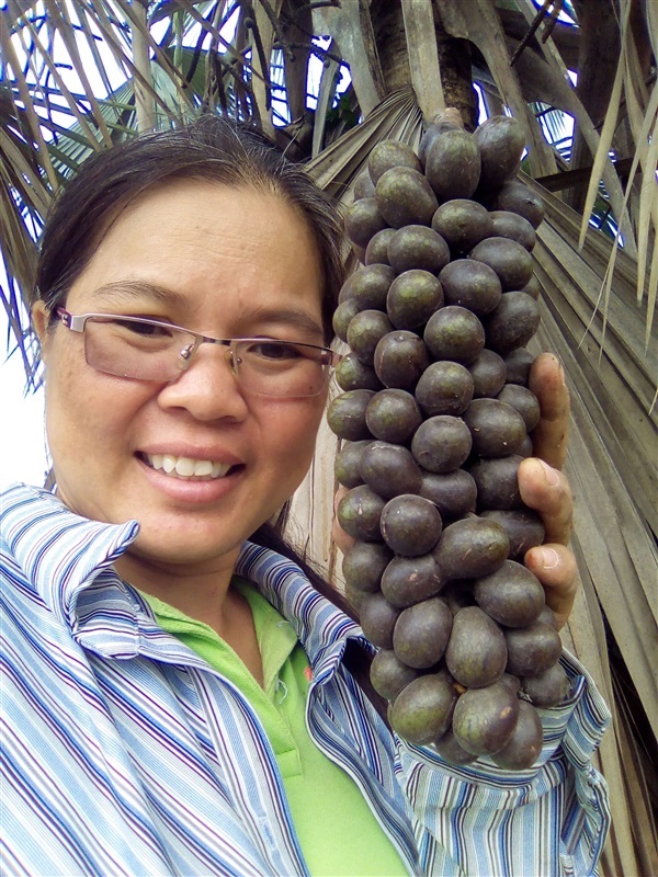 เมล็ดตาลฟ้าพร้อมเพาะจำนวนมาก | เมล็ดพันธุ์ดี เกษตรวิถีไทย - เมืองระยอง ระยอง