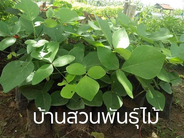 ทองกวาว | บ้านสวนพันธุ์ไม้ - นากลาง หนองบัวลำภู