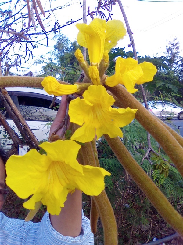 เมล็ดดอกเหลืองเชียงราย | เมล็ดพันธุ์ดี เกษตรวิถีไทย - เมืองระยอง ระยอง
