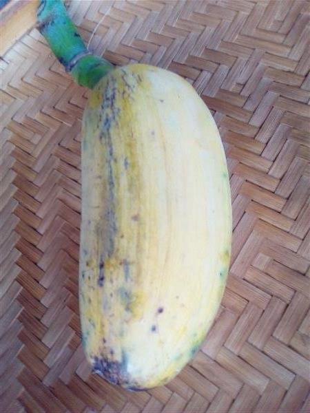 กล้วยเทพรส | เมล็ดพันธุ์ดี เกษตรวิถีไทย - เมืองระยอง ระยอง