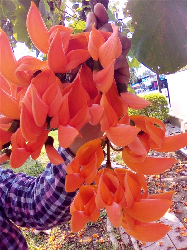 ทองกวาวสีส้ม | เมล็ดพันธุ์ดี เกษตรวิถีไทย - เมืองระยอง ระยอง