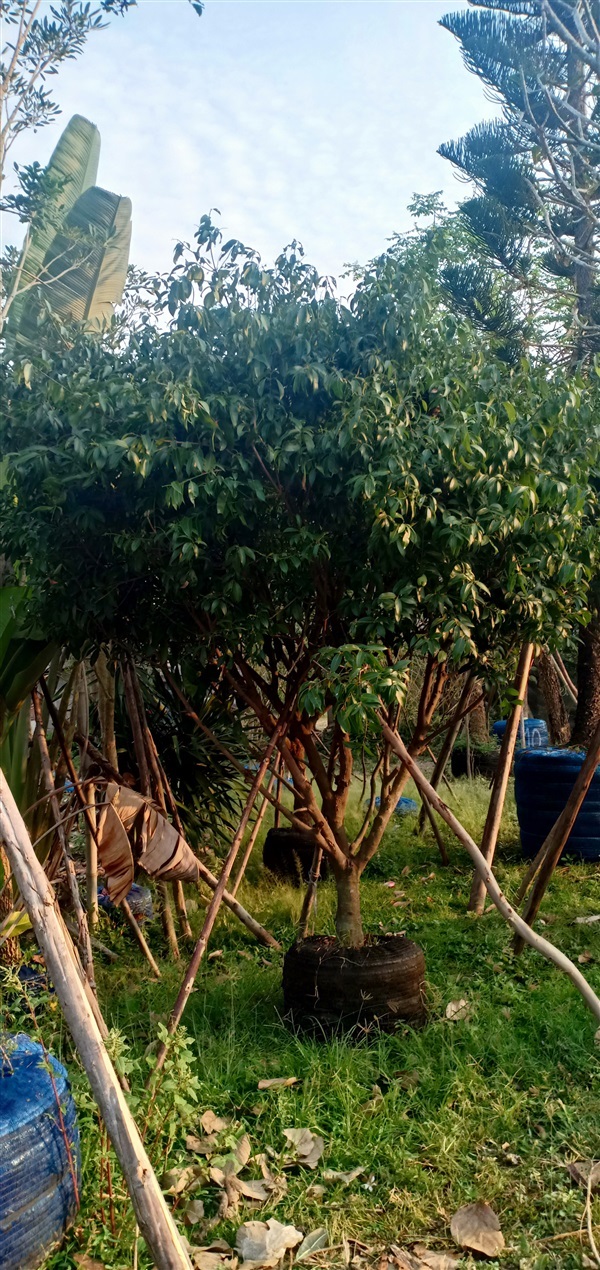 ต้นมะยงชิด | สวนนพดลพันธุ์ไม้ - บ้านนา นครนายก