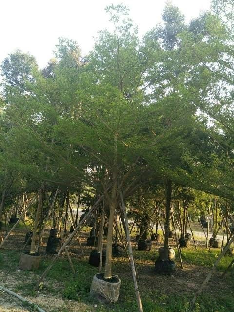 ต้นหูกระจง | สุนิธิพันธ์ไม้ -  ปราจีนบุรี