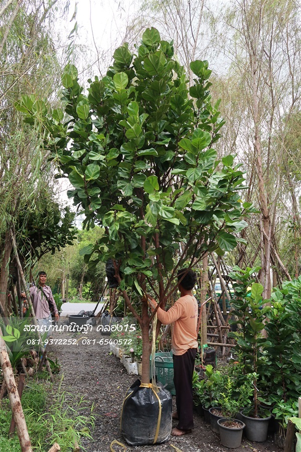 ไทรใบสัก |  สวนบ้านกนิษฐา คลอง 15 - องครักษ์ นครนายก